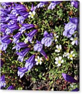 Alpine Wildflowers Acrylic Print