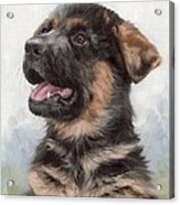 Alsatian Puppy Painting Acrylic Print