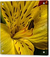 Alstroemeria Bloom Acrylic Print