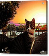 Altered Cats Cyprus Rudolph Acrylic Print