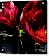 Amaryllis Duet Acrylic Print