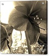 Amaryllis In Bloom Acrylic Print