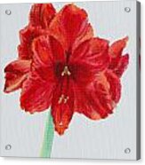 Amaryllis Acrylic Print