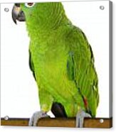 Amazon Parrot Acrylic Print
