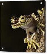 Amazon Tree Frog Acrylic Print
