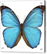 Amazonian Butterfly Acrylic Print