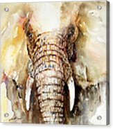 Amber Elephant Acrylic Print