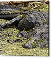American Alligator Smile Acrylic Print