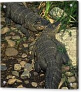 American Alligators Acrylic Print