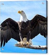 American Bald Eagle Landing Acrylic Print