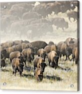 American Bison Herd Acrylic Print