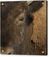 American Bison  Male Wyoming Acrylic Print