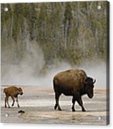 American Bison Mother And Calf Acrylic Print