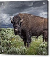 American Buffalo Or Bison In Yellowstone Acrylic Print