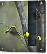 American Goldfinch Acrylic Print