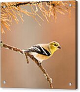 American Goldfinch - Winter Plumage Acrylic Print