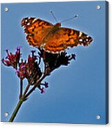 American Lady Butterfly With Blue Sky Acrylic Print