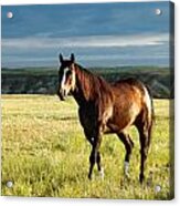 American Quarter Horse Acrylic Print