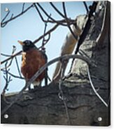 American Robin Acrylic Print