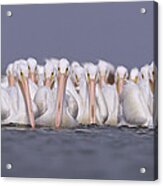 American White Pelicans Acrylic Print