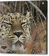 Amur Leopard 1 Acrylic Print