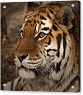 Amur Tiger 2 Acrylic Print