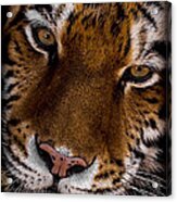 Amur Tiger Portrait Acrylic Print