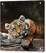Amur Tiger Twin Acrylic Print