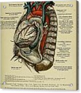 Anatomy Human Body Old Anatomical 76 Acrylic Print