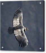 Andean Condor Riding Thermal Updraft Acrylic Print