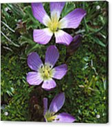 Andean Flowers In Boggy Paramo Acrylic Print