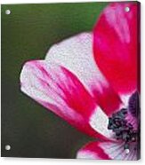 Anemone - Red Center Acrylic Print