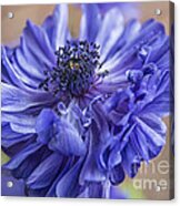 Anemone Blues I Acrylic Print