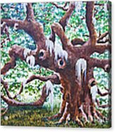 Angel Oak Acrylic Print