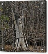 Angel Of The Forest Acrylic Print
