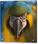 Angry Bird 2 Acrylic Print