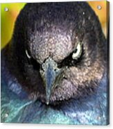 Angry Bird Acrylic Print