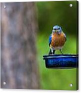 Angry Bluebird Acrylic Print