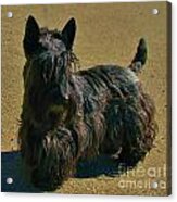 Angus Acrylic Print