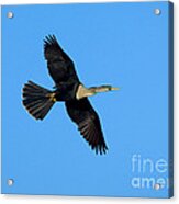 Anhinga Female Flying Acrylic Print