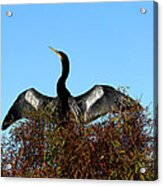 Anhinga Pride Acrylic Print