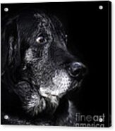 Animal - Old Dog Acrylic Print
