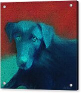 Animals - Dogs -red And Blue Acrylic Print