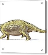 Ankylosaur Dinosaur Skeleton, Artwork Acrylic Print
