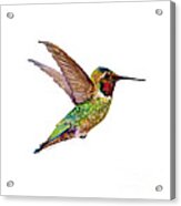 Anna Hummingbird Acrylic Print