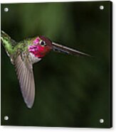 Anna's Hummingbird Dive Acrylic Print