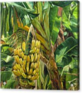 Annie's Bananas Acrylic Print