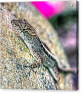 Anolis Sagrei Acrylic Print