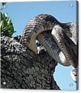 Texas Rat Snakes In The Ol Oak Tree Acrylic Print