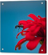 Ant On Flower Acrylic Print